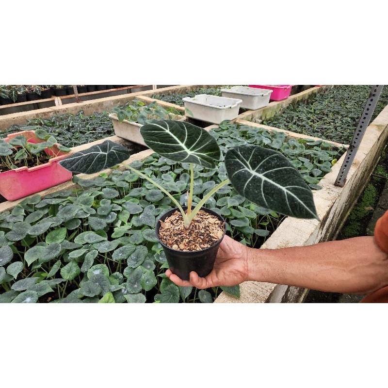 Tanaman hias Alokasia | Alocasia Black Velvet, tanaman remaja