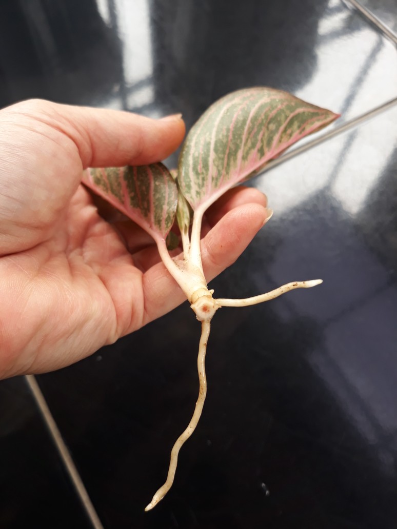 Bibit Aglonema Legacy Mangkok 2-3 Daun