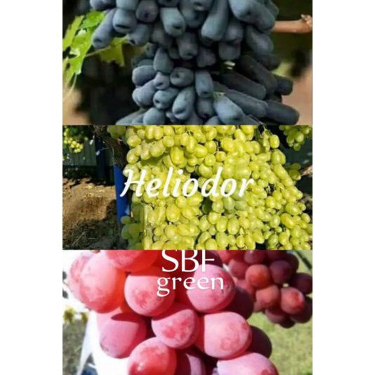 Paket isi 3 Bibit Anggur Import Ruby Roman/Heliodor/Mondroop Asli Jaminan Valid