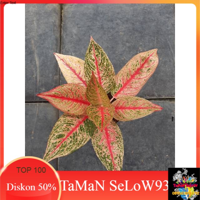 Tanaman hias aglonema red legacy tulang merah