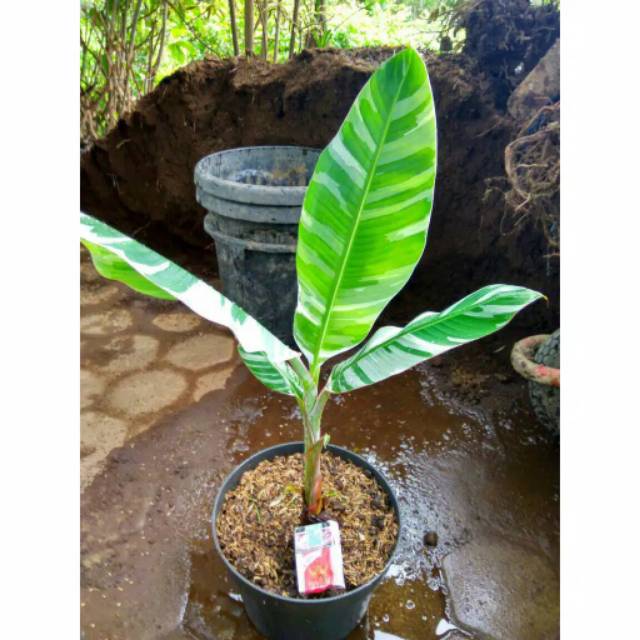 Bibit pisang variegata (Musa variegata)