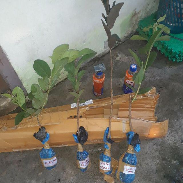 Paket 4 Jenis Jambu Kristal Super Unggulan