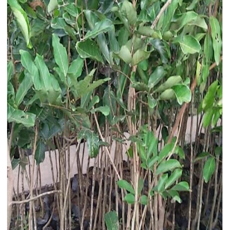 paket 3 bibit rambutan binjai,rapiah tanaman bibit murah