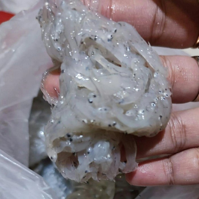

Ikan teri nasi/teri medan basah segar - ikan segar de juragan