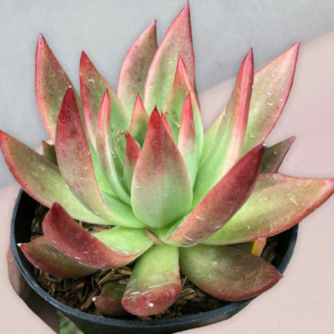 Sukulen Agavoides Lipstick