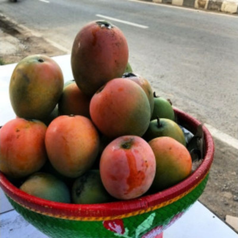 

Mangga Gincu Khas Indramayu