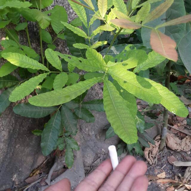 Biji kesambi /kocacil , cacil 100 gram