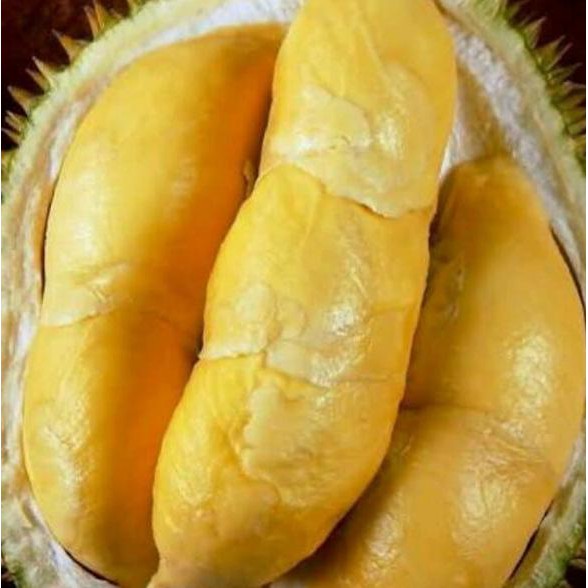 Bibit Buah Durian Bawor- Monthong Bawor