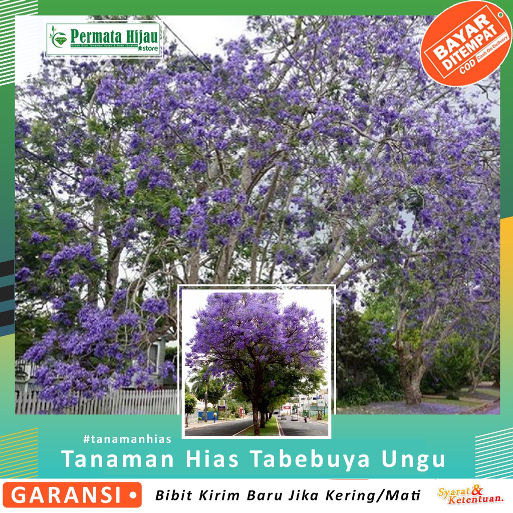 Bibit Bunga Tanaman Tabebuya Ungu Tanaman Hias bunga Hias Tabebuya