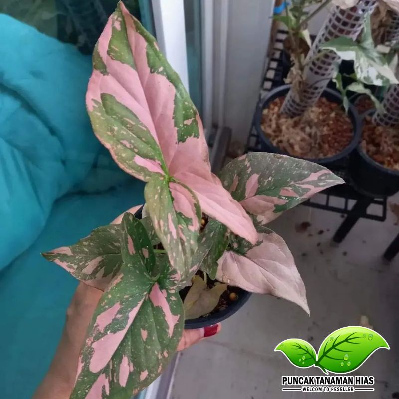 Tanaman hias syngonium pink splash / Syngonium Pink Splash