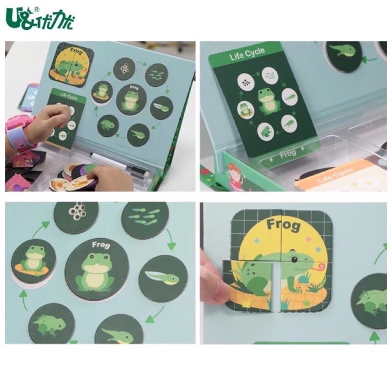 Ucmd Life cycle magnetic puzzle box - kado anak - hadiah anak - mainan edukasi anak