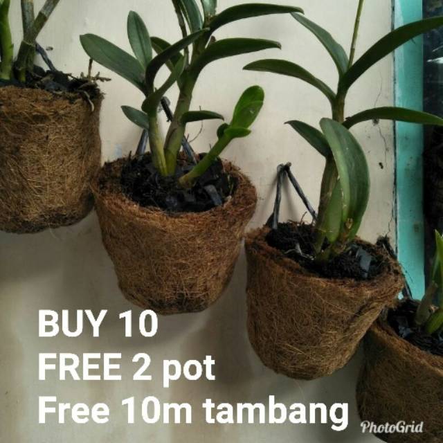 Pot Bunga Anggrek Shopee Indonesia