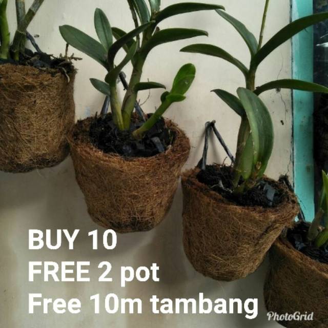 Jual Pot bunga anggrek Indonesia|Shopee Indonesia