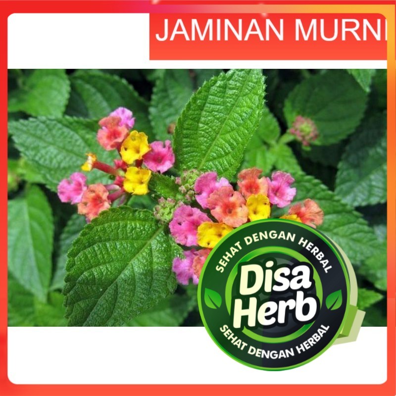 

DAUN TEMBELEKAN BUBUK 100 GRAM - Lantana Camara - MURNI - JSR - REMPAH