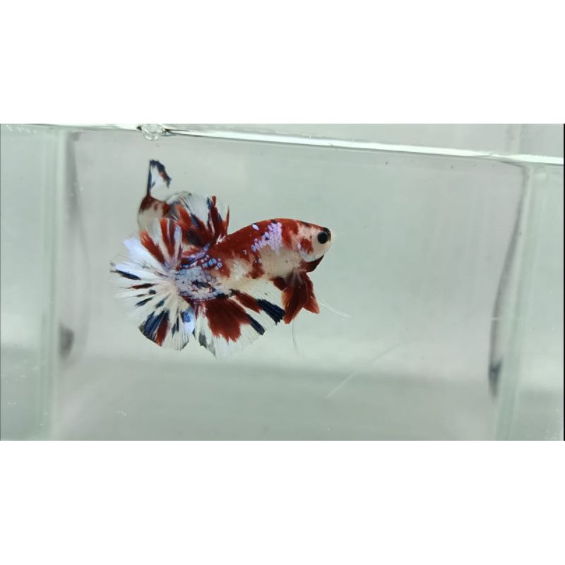 Cupang red koi galaxy