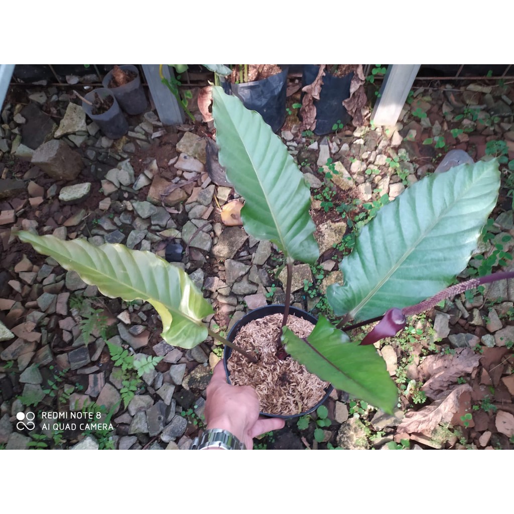 Anthurium black beauty