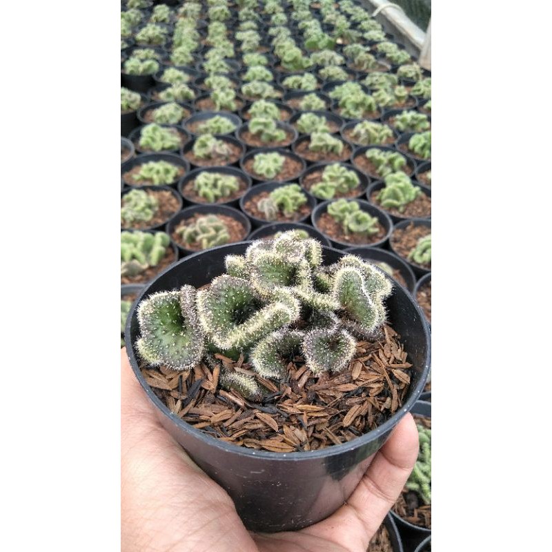 kaktus cristata babat