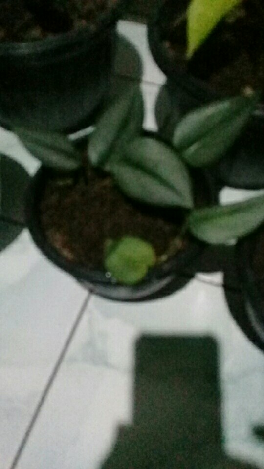 Paket Ekonomis Sc Monlight 30 & Sc Treuby Drak 20(300rb)