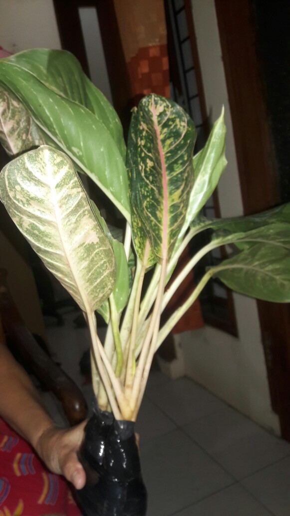 Tanaman Hias Sri Rezeki Crispum-aglonema Crispum-tanaman Indoor-tanaman Outdoor