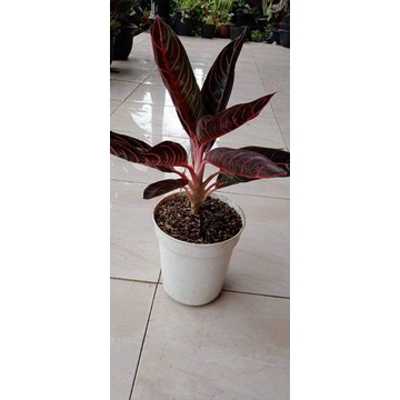 Paket hemat 2 aglonema anakan Red sumatra