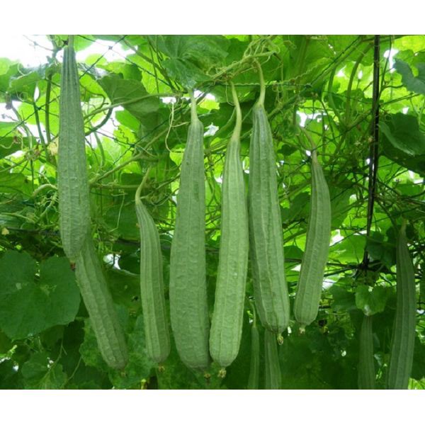 Benih Gambas Berkualitas - Bibit Oyong Buah Lebat - Biji Blutru Bludru