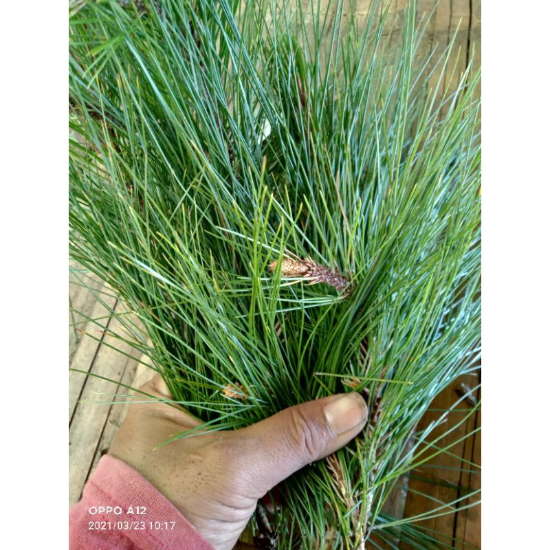 

daun pinus segar 500 gram