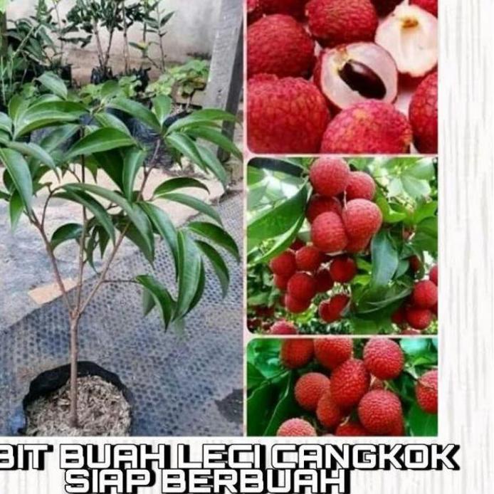 Bibit buah leci merah madu ..