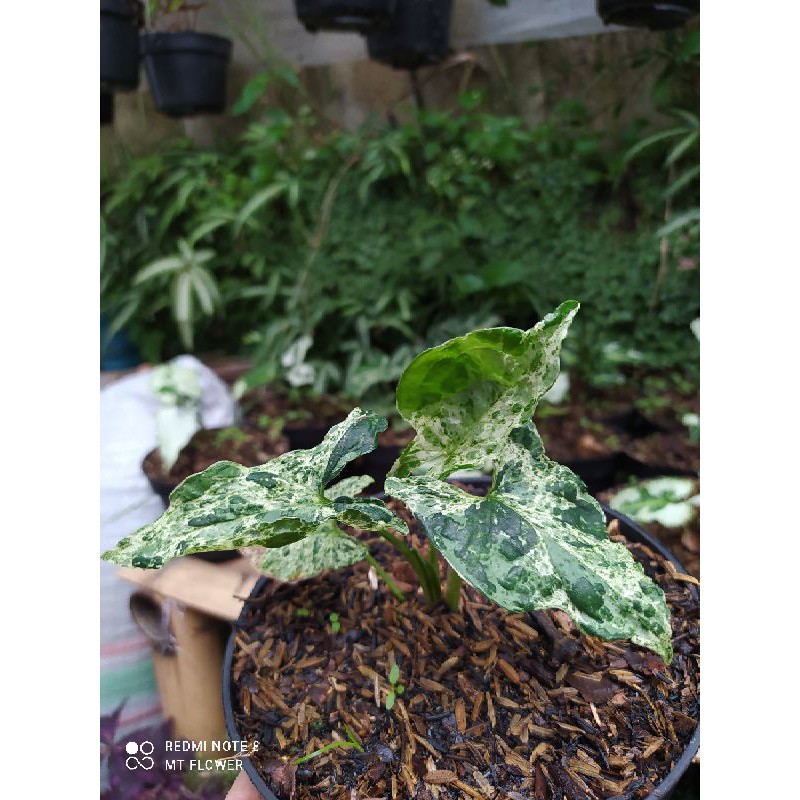 Syngonium Mojito