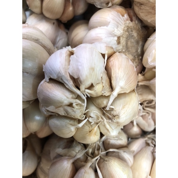 

[Bumi Mart] Bawang putih banci | 1 kg