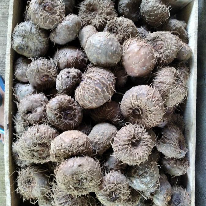 bibit umbi Porang Dorman karentina kualitas super siaptanam1kg isi5-10