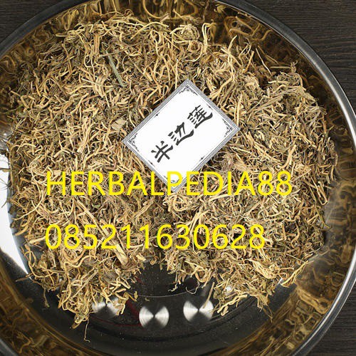 

Ban bian lian 半边莲 Lobelia chinensis 100 gram