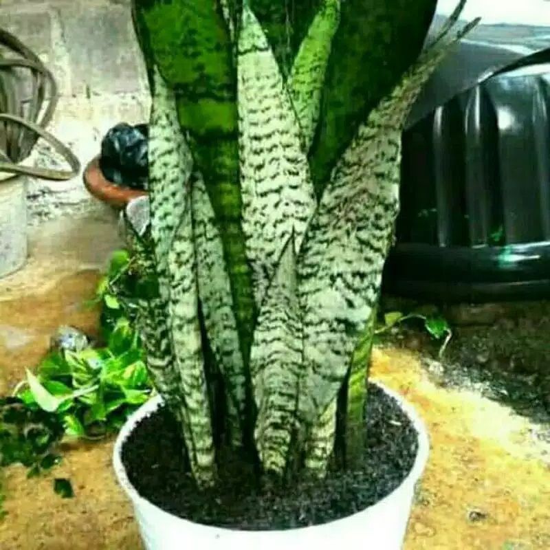 Lidah mertua warna hijau putih