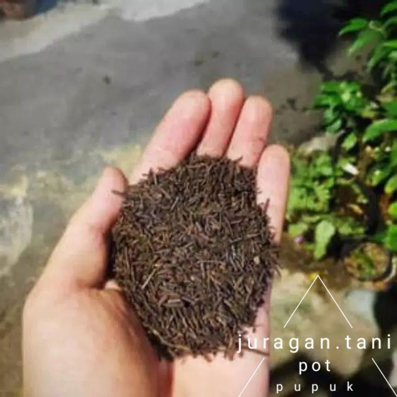 Akar Pakis Cacah Oven 1 Karung