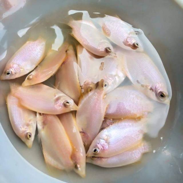 

Bibit gurame Padang