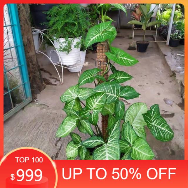 Tanaman hias singonium rambat talas hias singonium putih talas rambat