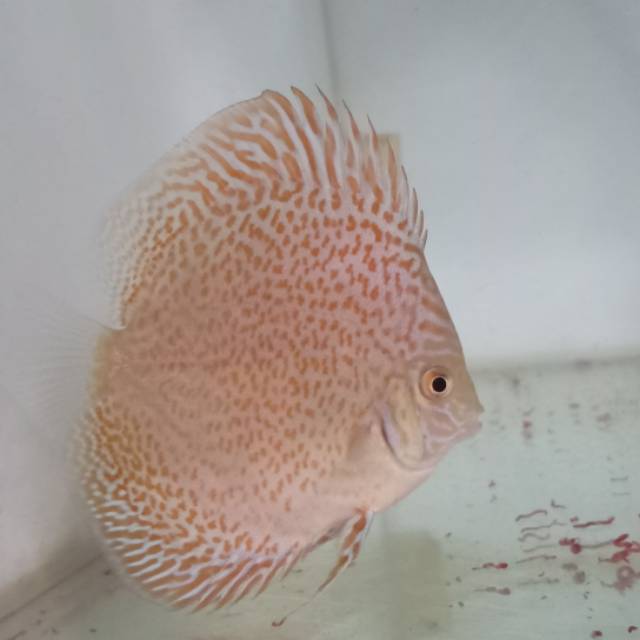 Discus 3 inch