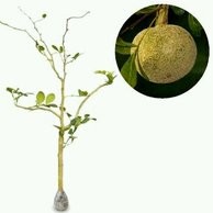 Bibit Buah Kawista Super Unggul/Bibit Kawista Bonsai/Tanaman Kawista/COD
