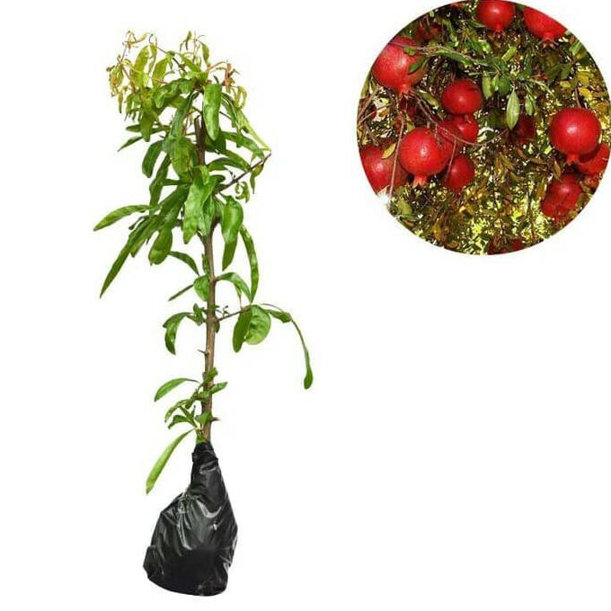Harga Promo Bibit Delima Merah Pohon Delima Merah Tanaman Delima Merah