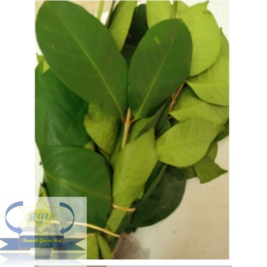 

Daun Salam Segar Bumbu Dapur | Bay Leaf