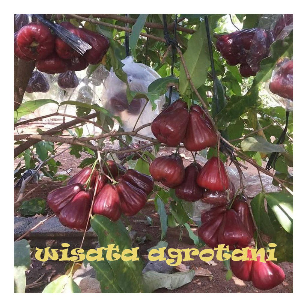 Bibit Jambu Air King Rose/ Jambu Air Okulasi