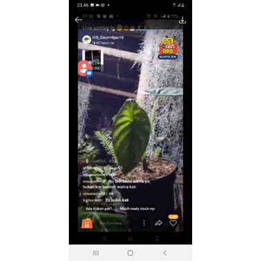 tanaman hias alocasia cuprea hijau