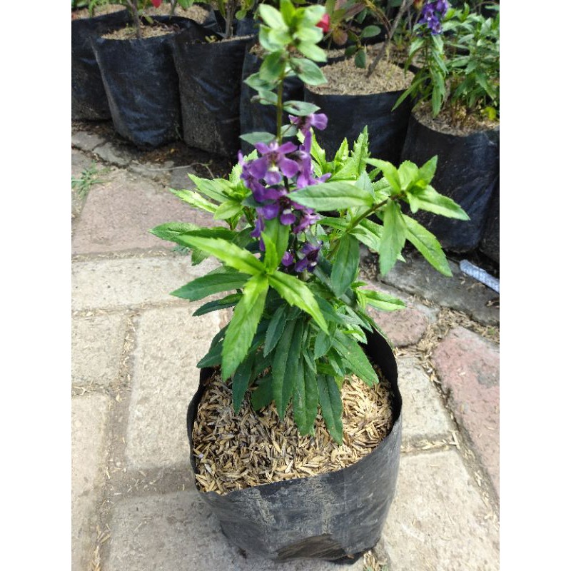 tanaman lavender(pengusir nyamuk)