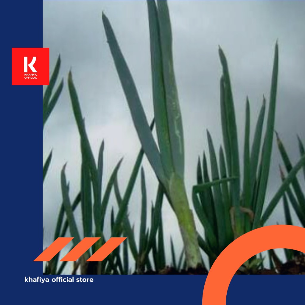 Benih / Bibit / Biji Lokal - Daun Bawang 'Freda' Hybrid F1 - (10 Biji)