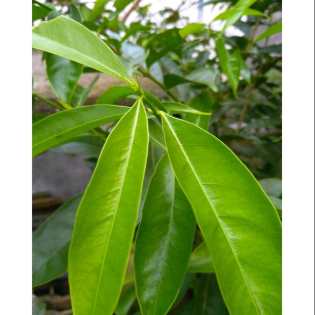 

Daun mahkota dewa segar 500gram organik siap petik ke kebun