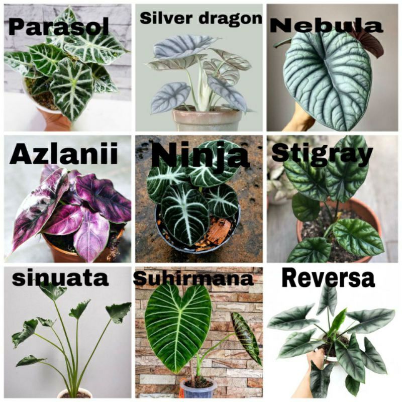 PROMO paket 9 bibit bonggol alocasia / bibit tanaman hias alocasia murah