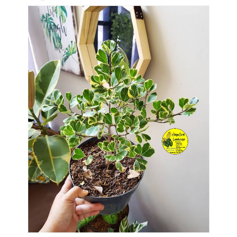 TANAMAN HIAS FICUS TRIANGULARIS VARIGATA + POT HITAM