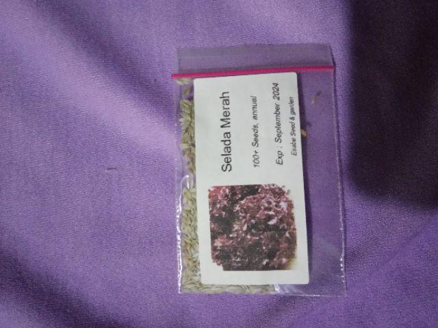 Benih Biji Selada Merah Red Lettuce