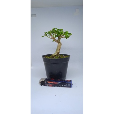 bahan bonsai sancang murah