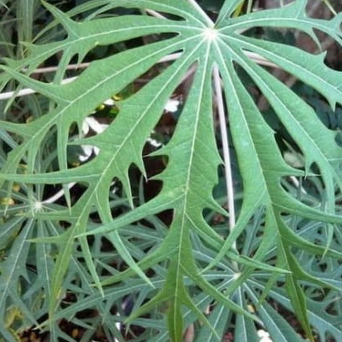 BIBIT TANAMAN YODIUM / TANAMAN BETADINE GROSIR