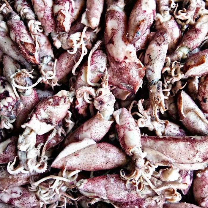

Jual Cumi asin bertelur fresh 500gram 50% basah